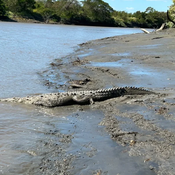 Crocodile on the riverbank during Tempisque River Boat Tour in Costa Rica
