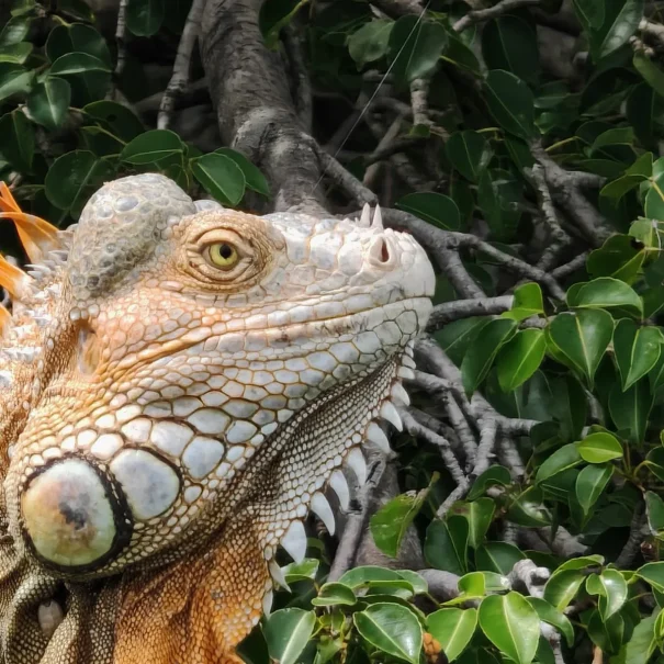 Green iguana observed on Palo Verde National Park wildlife tour