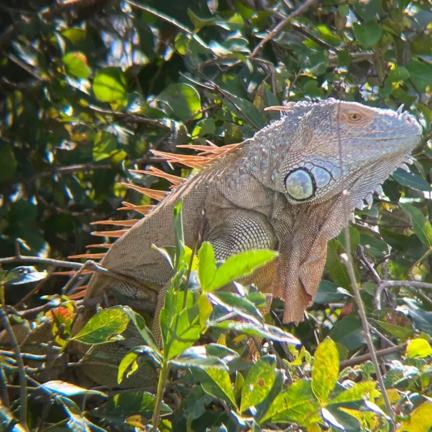 Iguana spotted during Tempisque wildlife tour in Costa Rica
