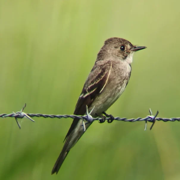 Birdwatching – Eco Tours Guanacaste